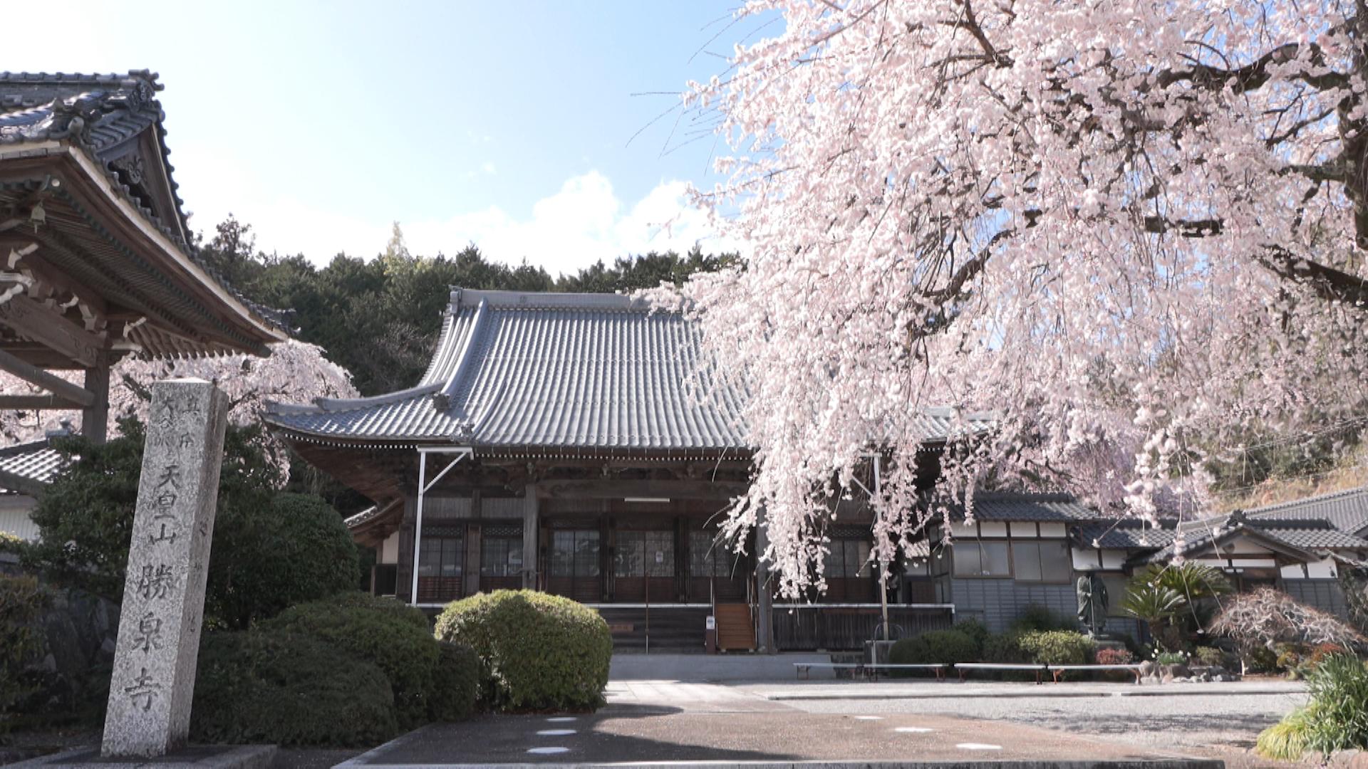樹齢300年超　降り注ぐように咲くピンクの花　枝垂れ桜見ごろ　