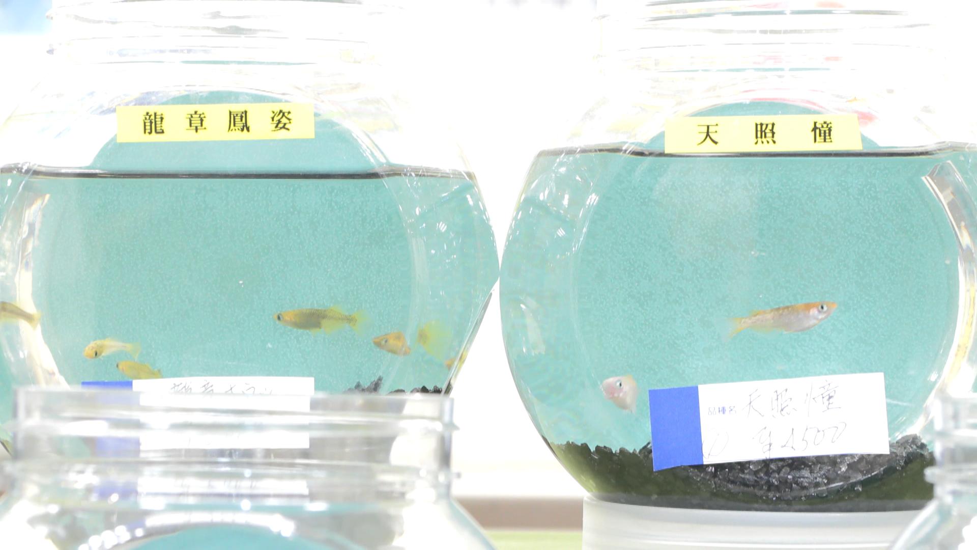 新品種「龍鱗」は1匹1万5千円　珍しいメダカ約200種を展示即売　「メダカの大祭典in松菱」