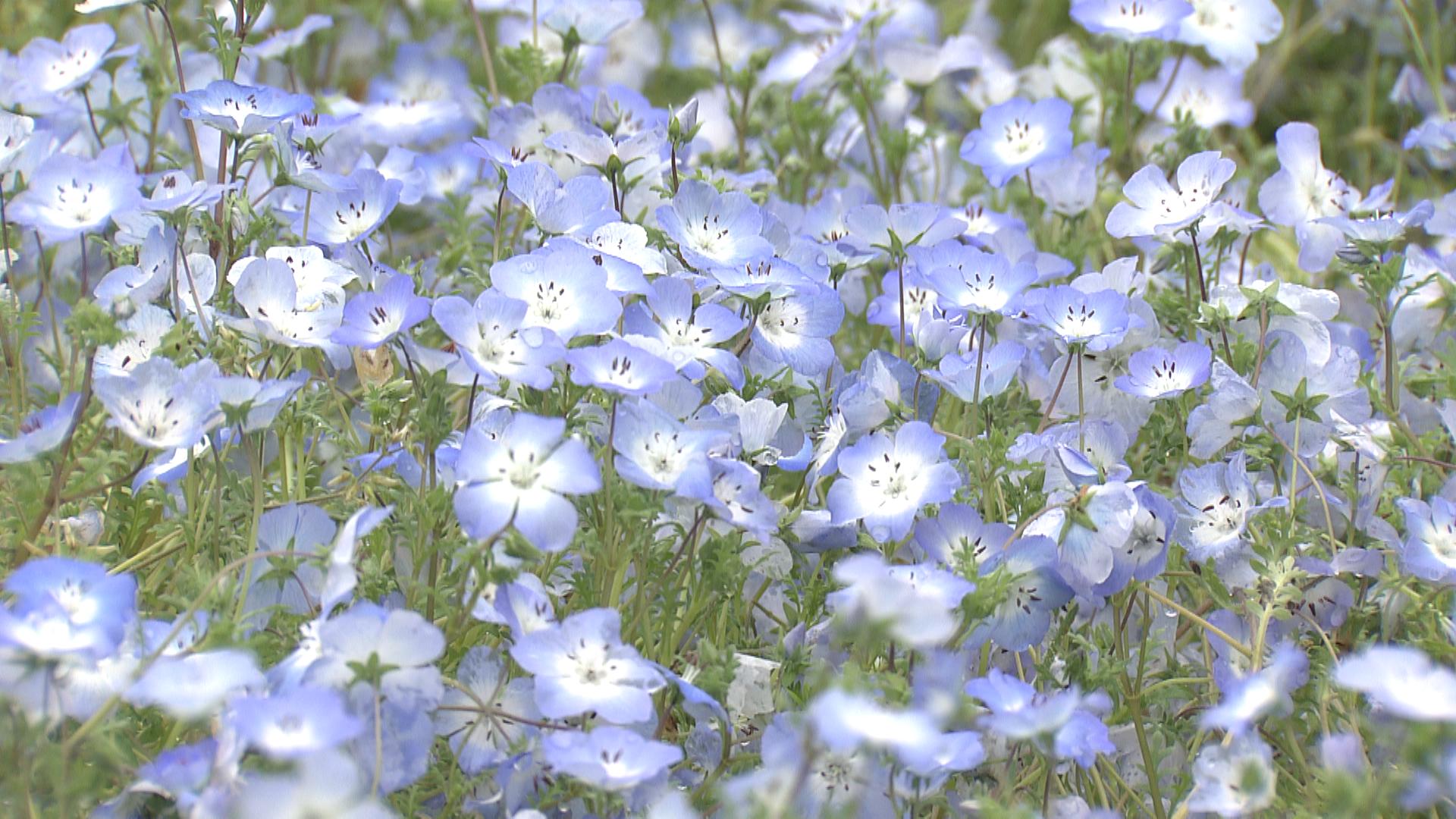 一面に広がる青の絨毯　なばなの里のネモフィラ　