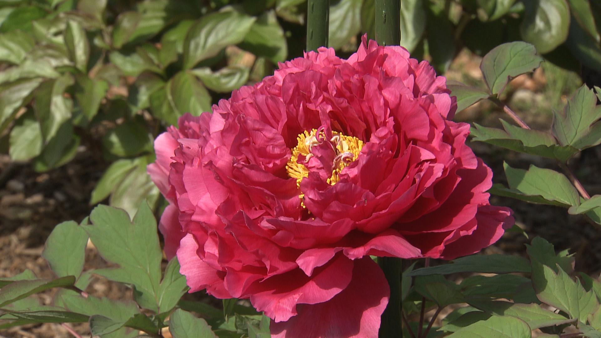歴史ある庭園で高貴な花が次々と　