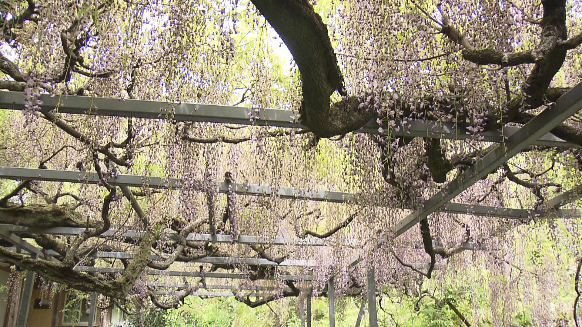 樹齢300年「竜神の藤」も　太江寺で藤満開　
