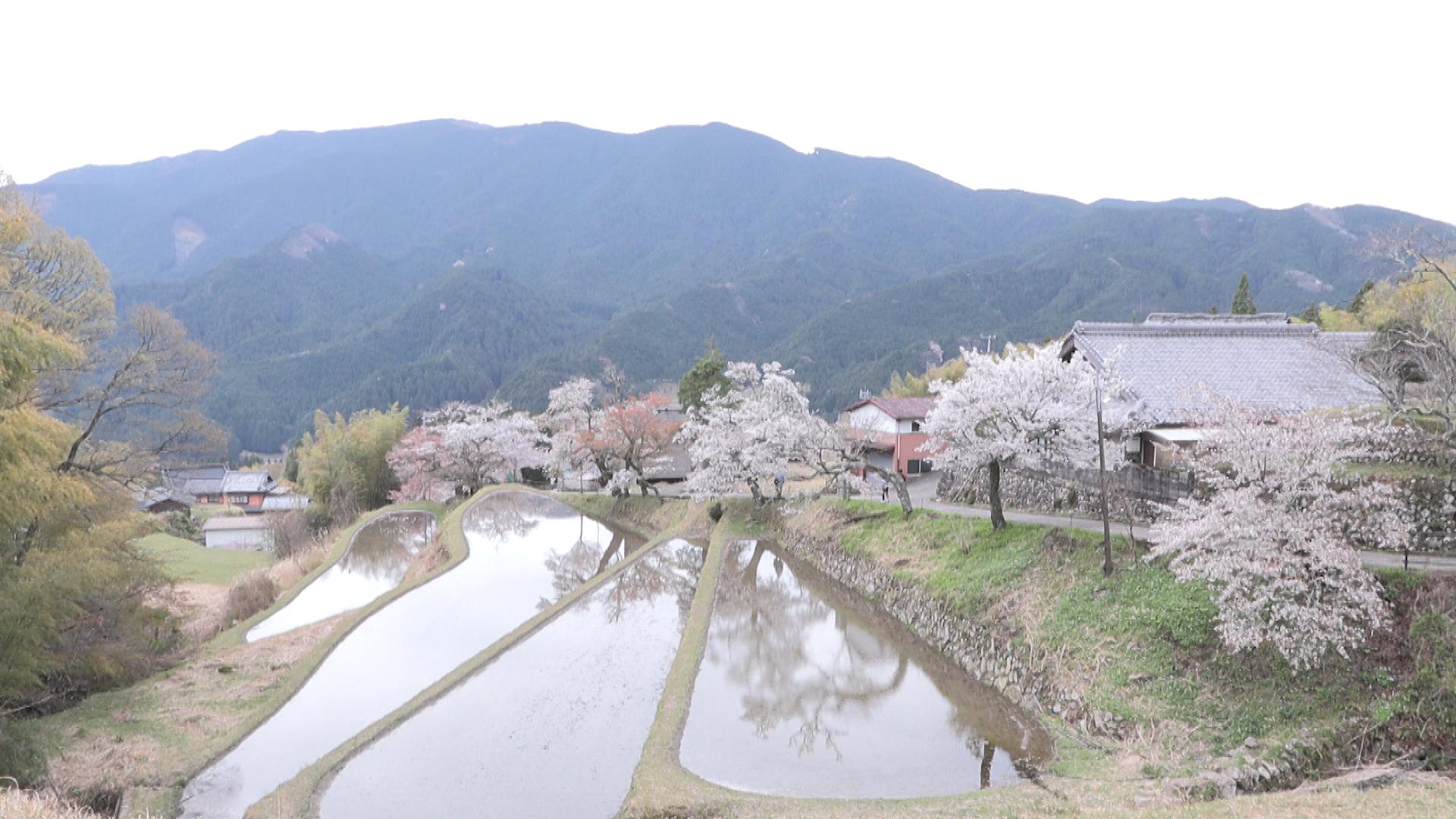 三多気の桜が満開　棚田に映る「逆さのサクラ」も楽しめる
