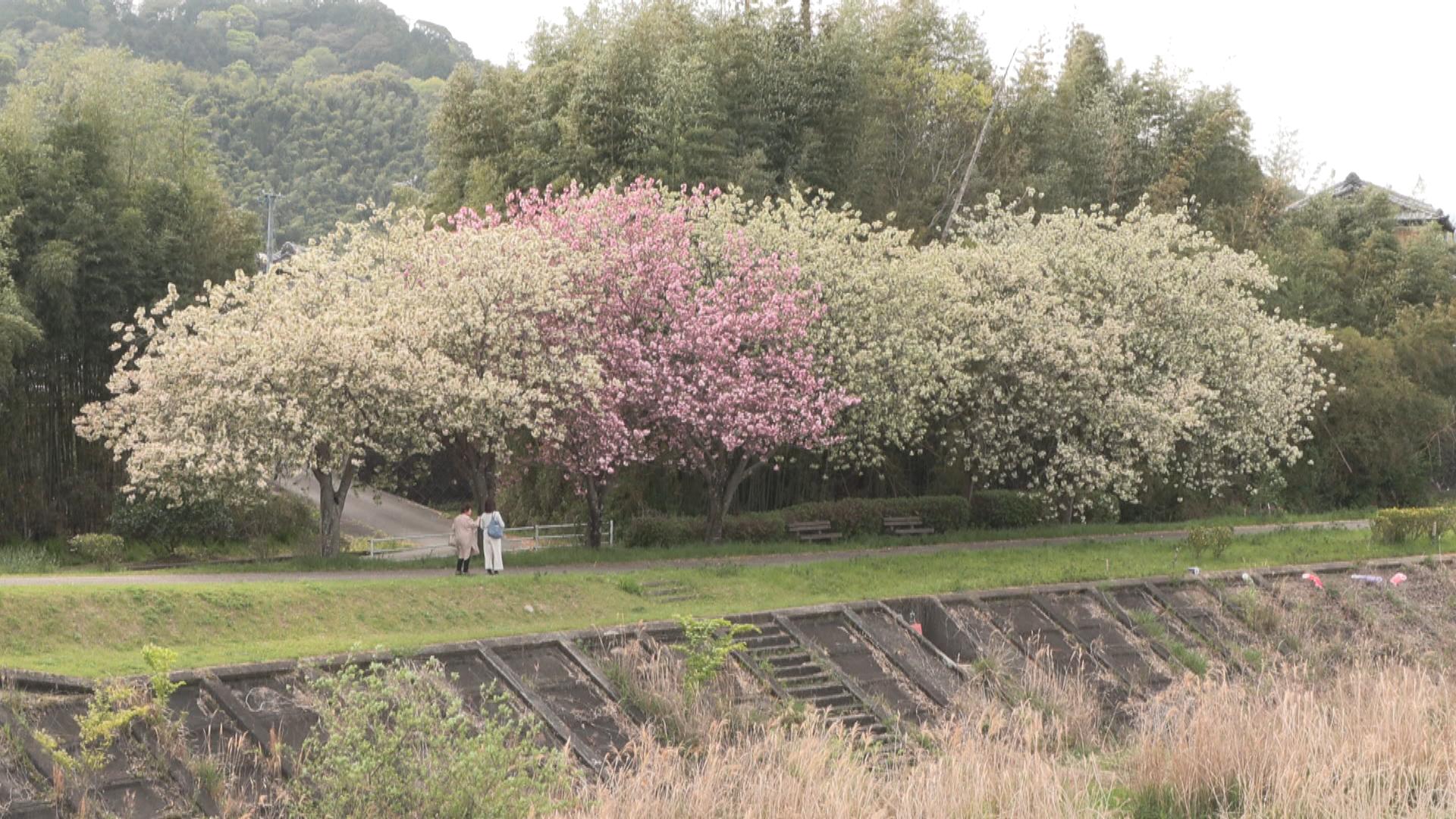 色が変わる珍しいサクラ　御衣黄桜が見ごろ
