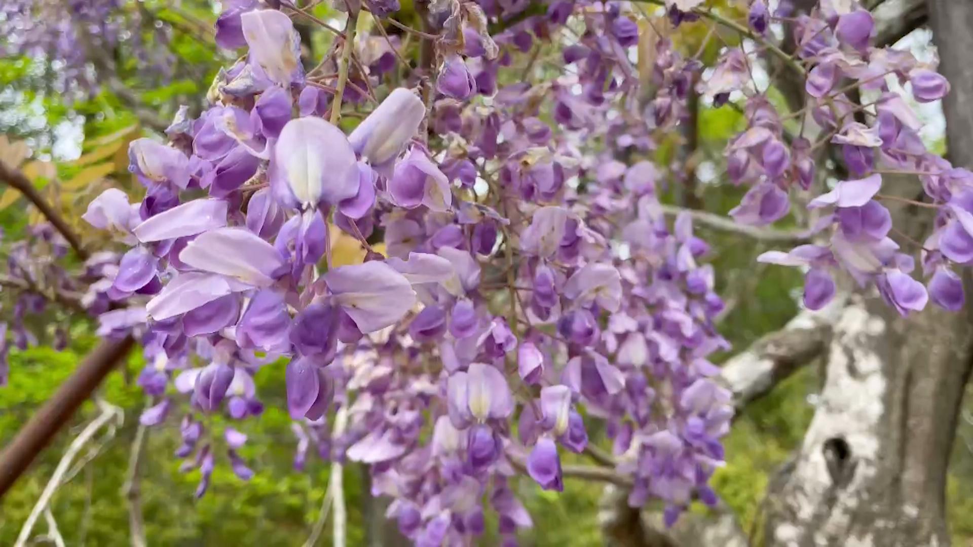 香りに包まれる春の景色　フジの花咲く