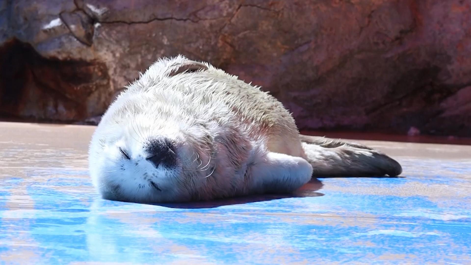 今だけの姿「まっしろでフワフワ」　伊勢シーパラダイスでゴマフアザラシの赤ちゃん