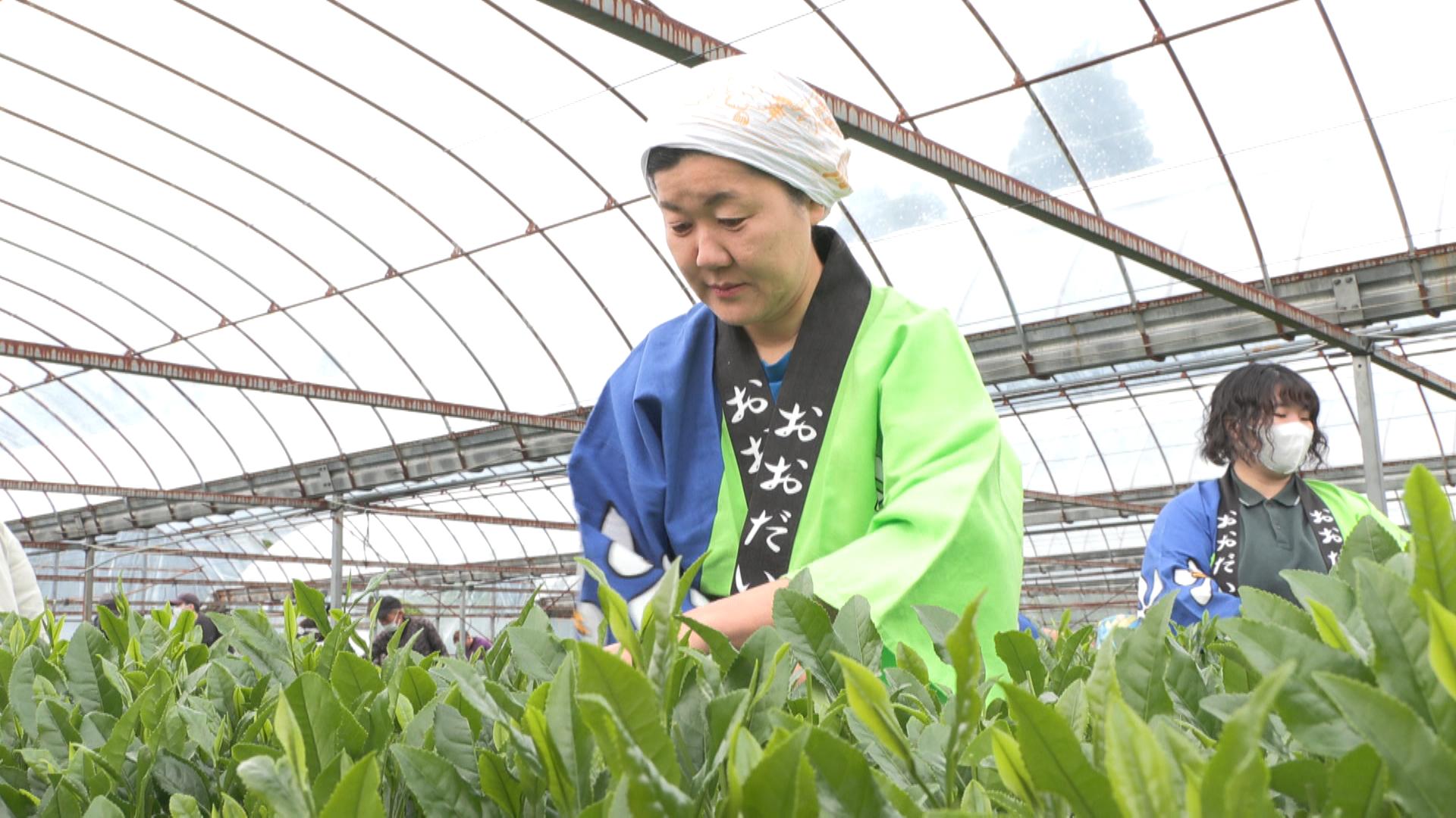 肉厚で香りとコクが長持ち　大台町で伊勢茶の初摘み　上質な茶葉を伊勢神宮へ