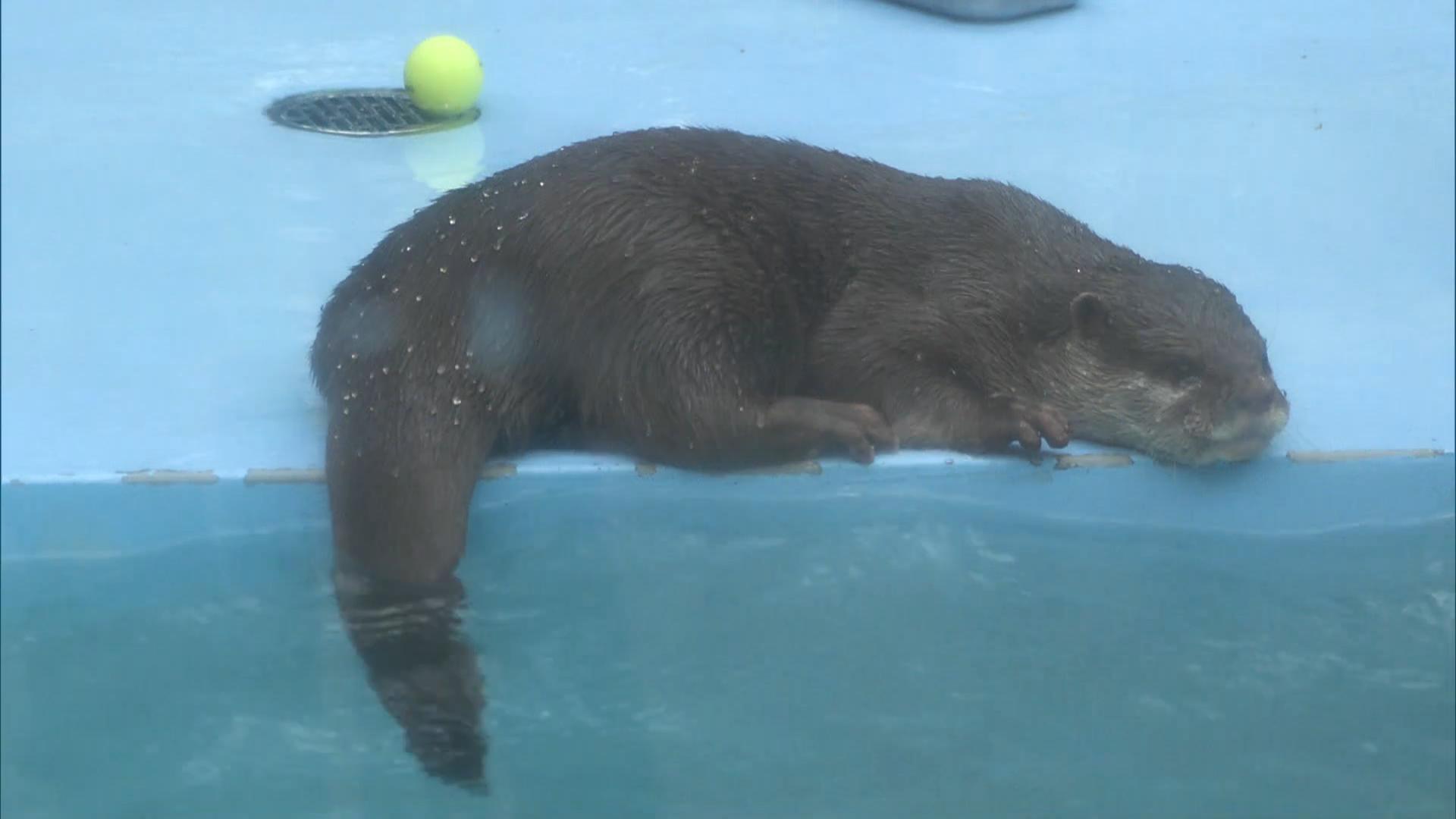 「世界カワウソの日」伊勢シーパラダイスでイベント