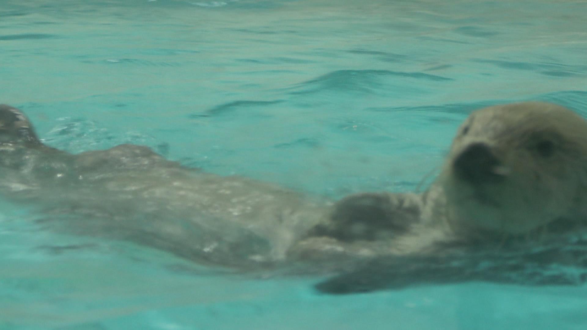 ラッコに長蛇の列　鳥羽水族館で連休最終日もにぎわい