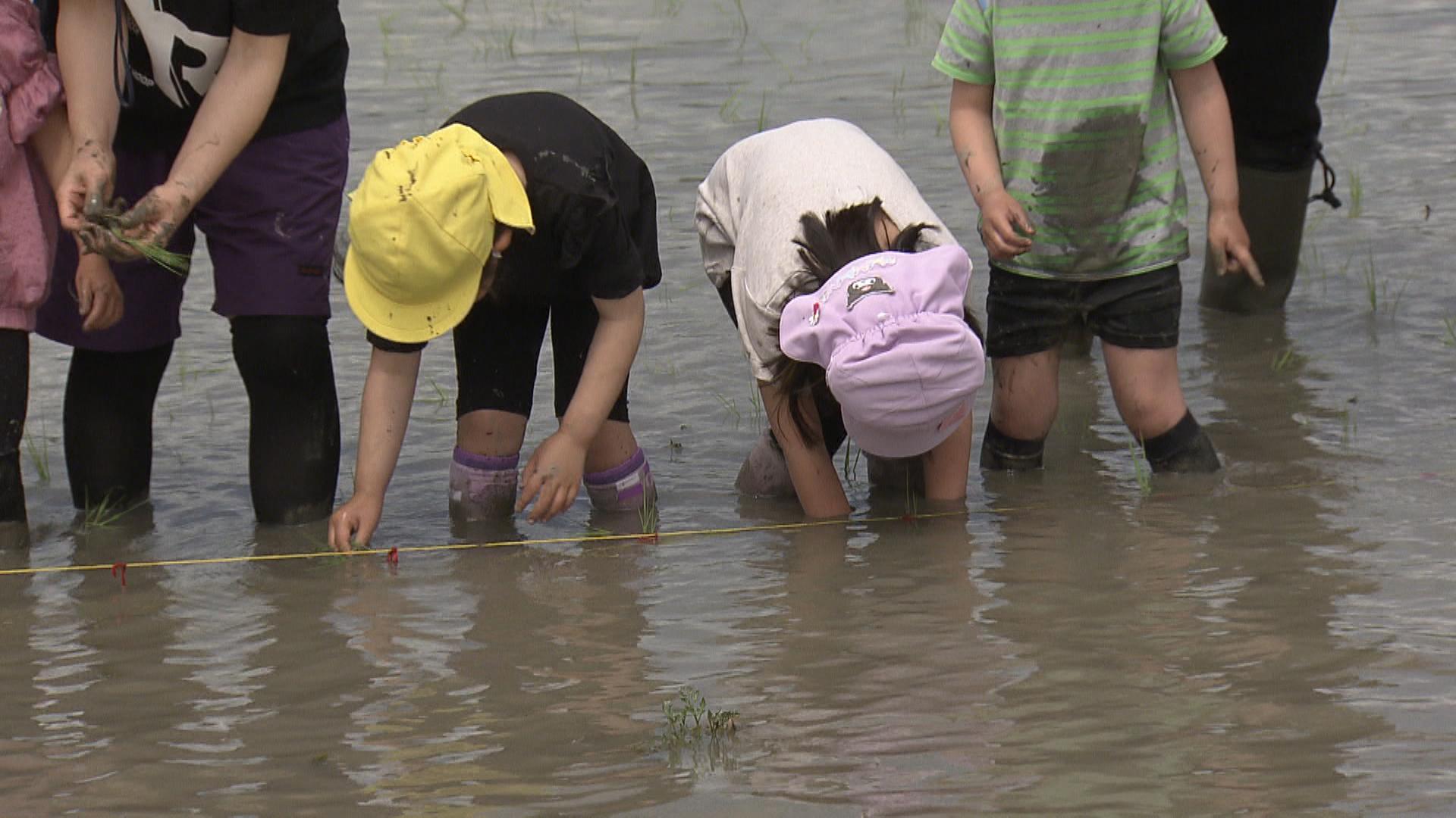 園児が田植え体験　菰野町で食の大切さ学ぶ