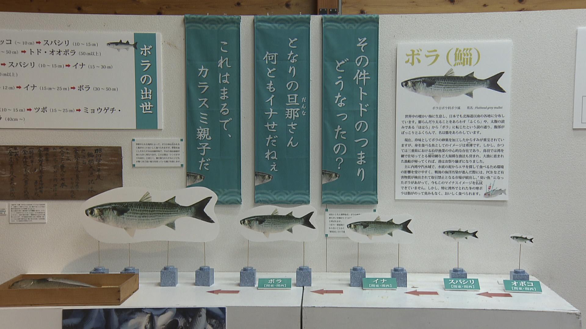 出世魚テーマに文化と暮らし紹介　海の博物館で企画展　