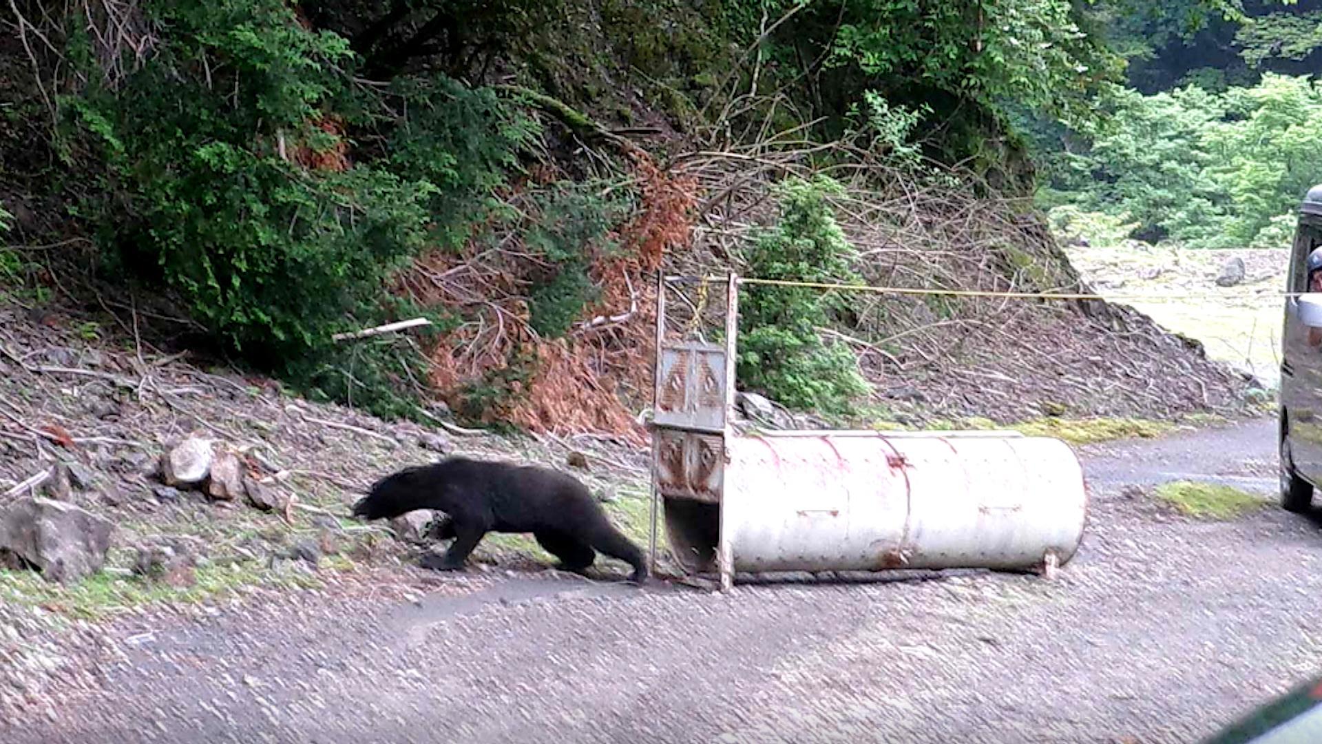 出没件数が基準超え　三重県がクマアラート