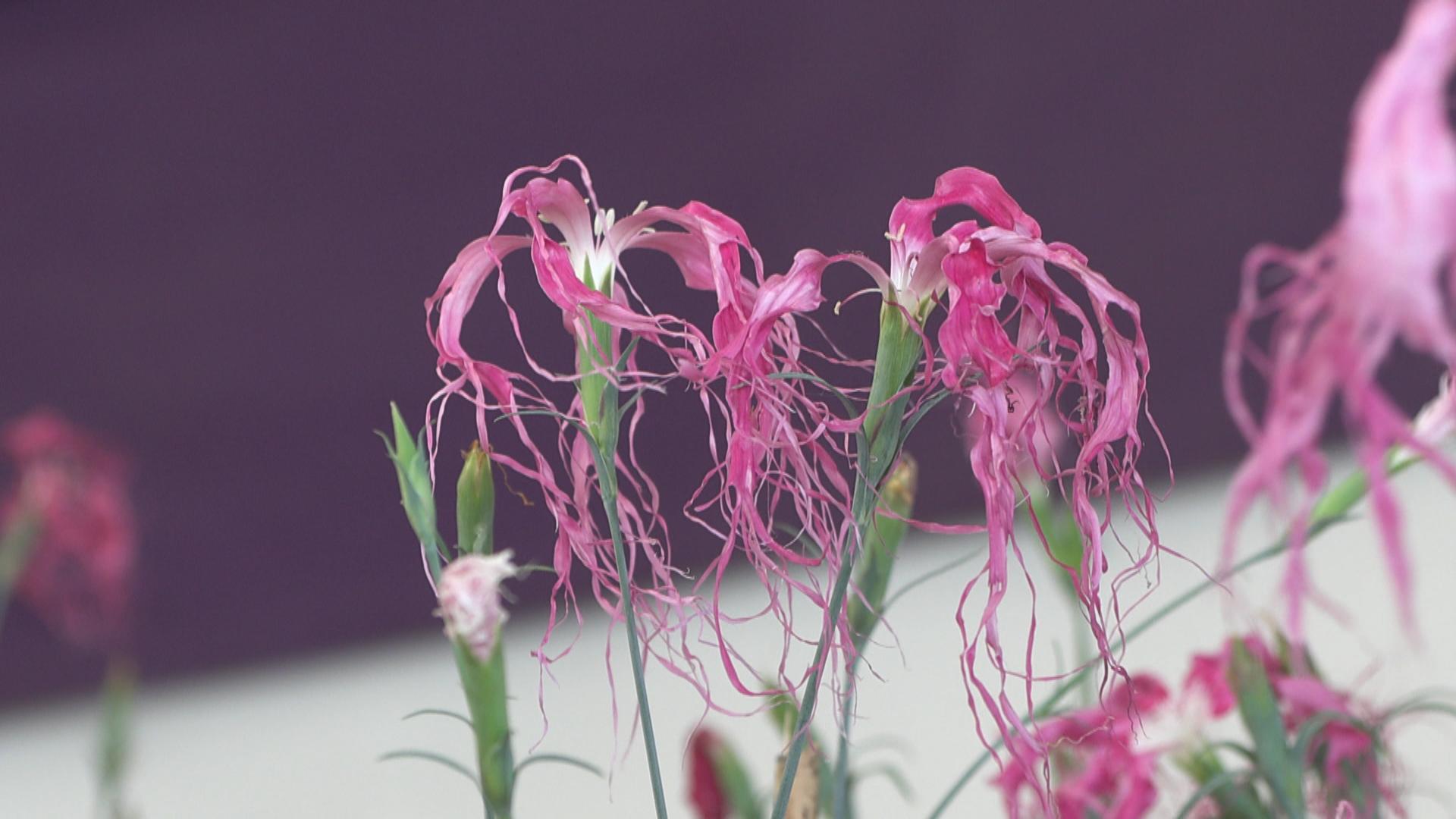 県の天然記念物「松阪なでしこ」をPR　献花式やお茶会も