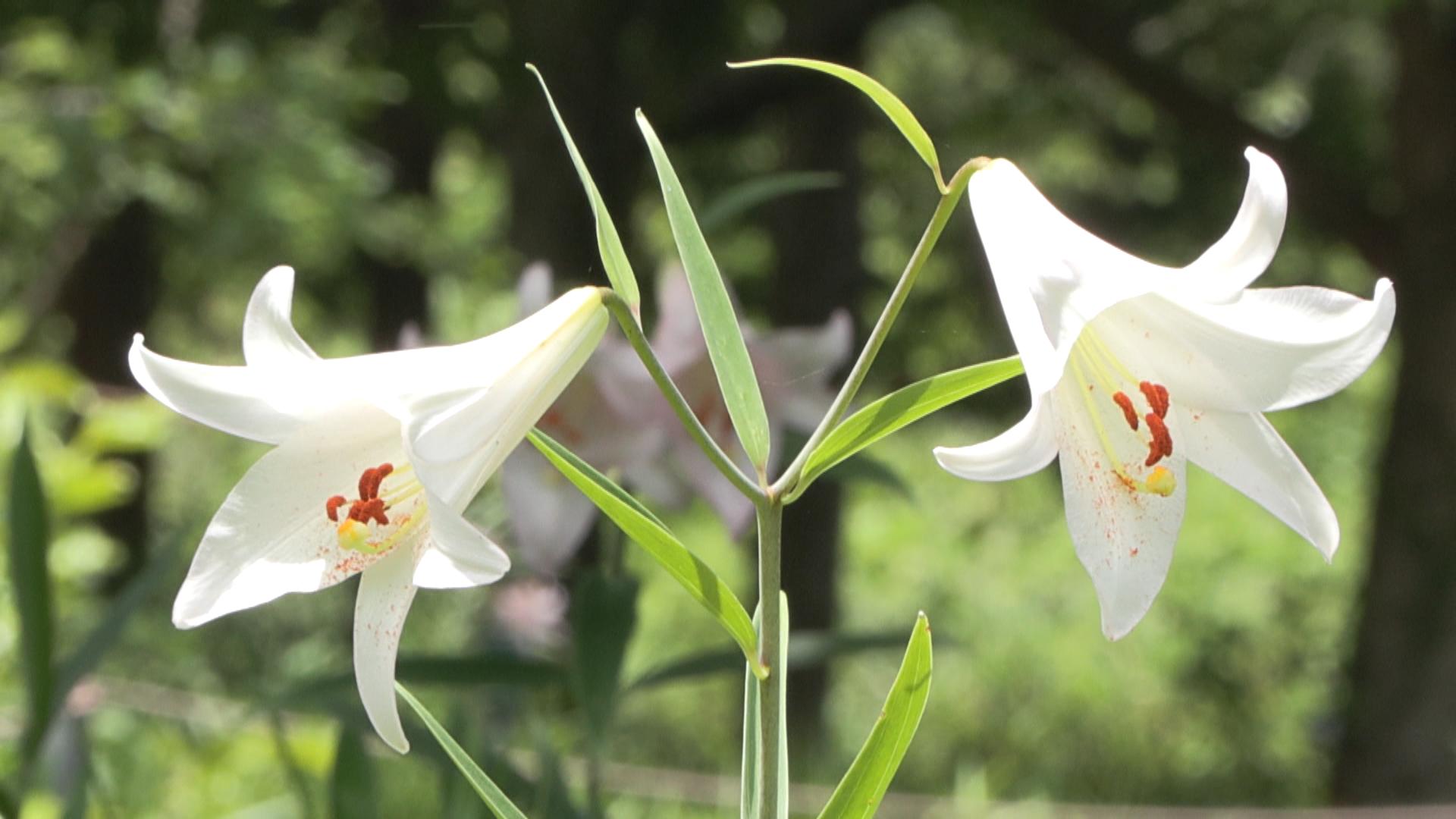 亀山でササユリ見頃　淡いピンクや白の花咲く