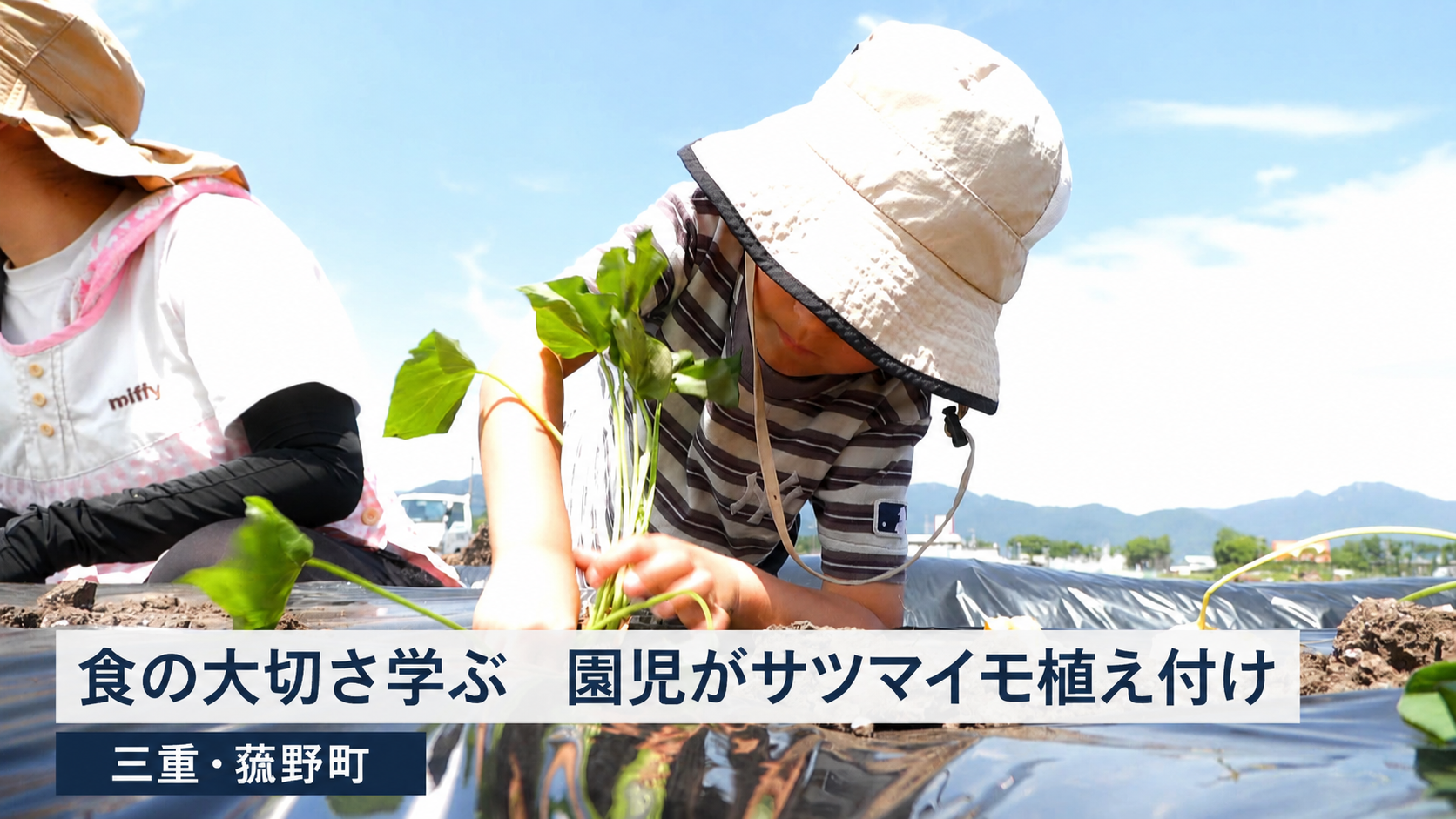 食の大切さ学ぶ　園児がサツマイモ植え付け　三重・菰野町