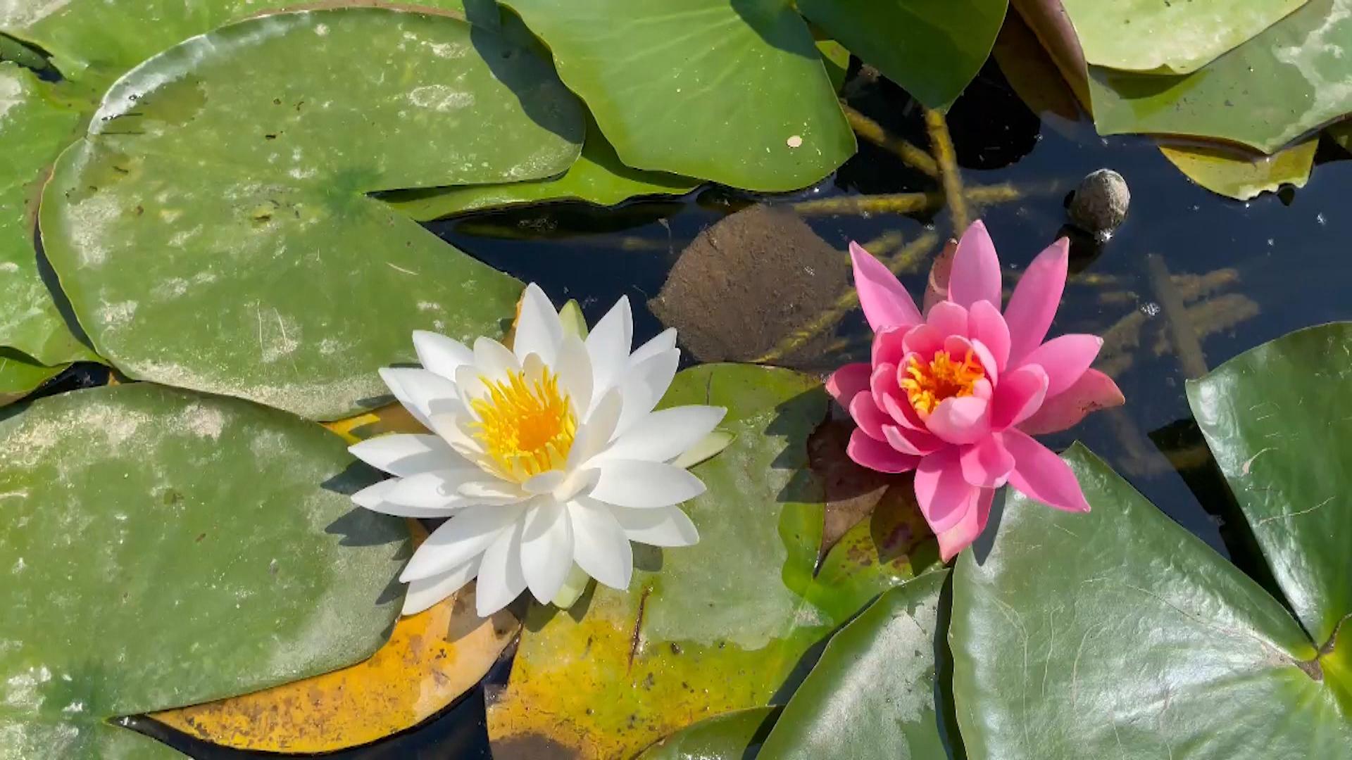 スイレンの花が見ごろ　公園の池に600株　