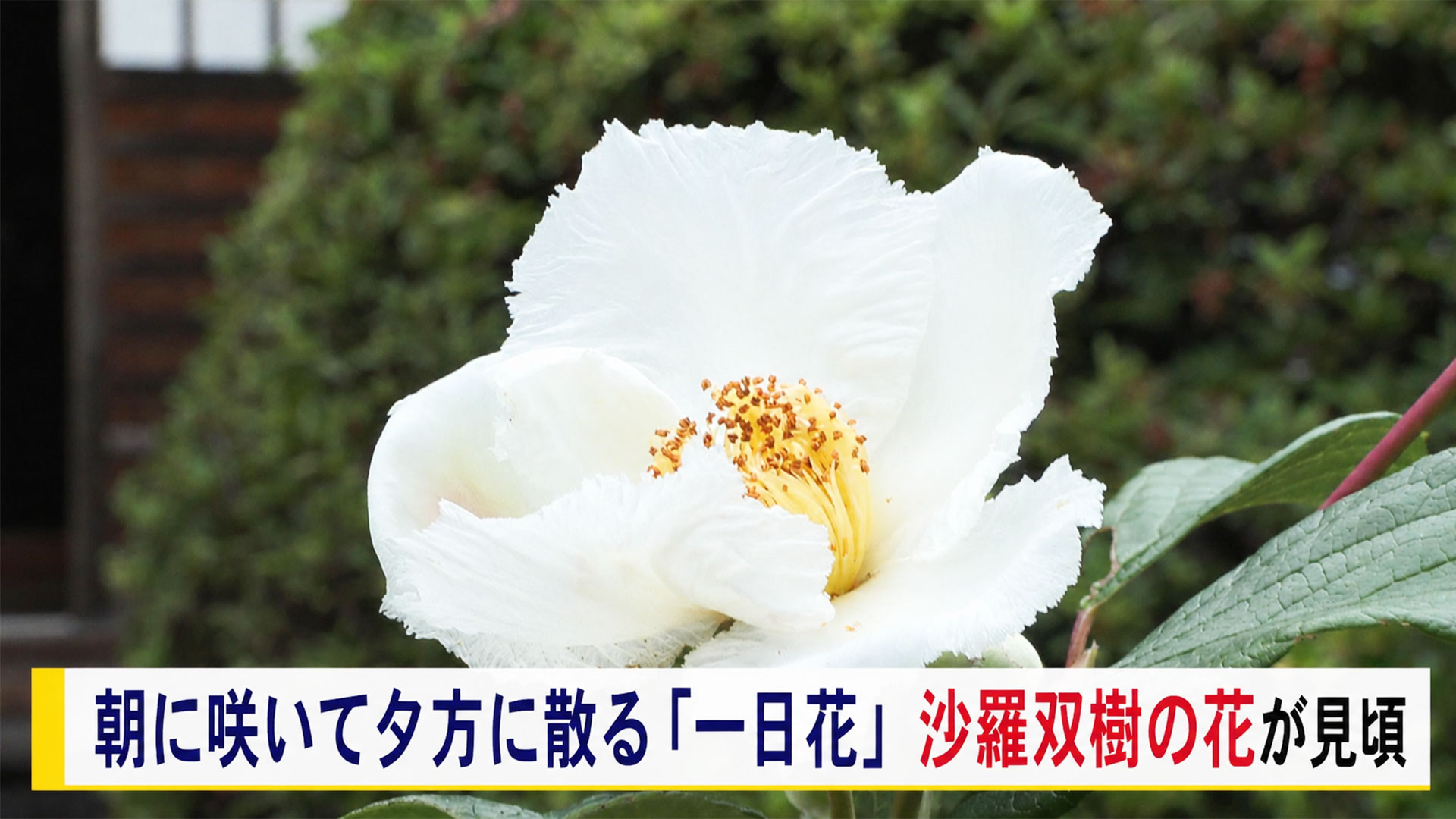 朝に咲いて夕方に散る「一日花」　沙羅双樹の花が見頃