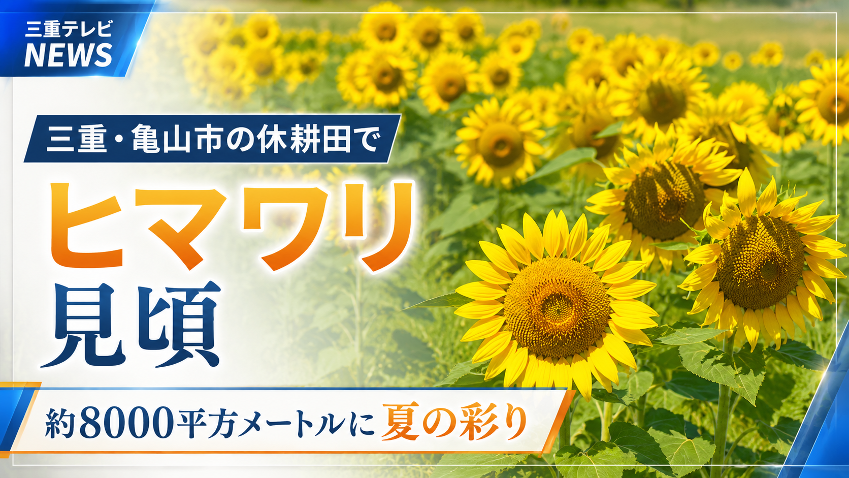 亀山市の休耕田でヒマワリ見頃　約8000平方メートルに夏の彩り