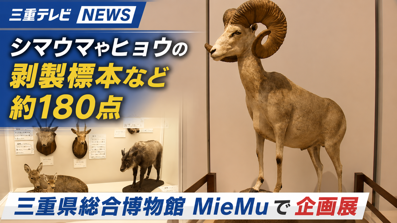 シマウマやヒョウの剥製標本など約180点　三重県総合博物館MieMuで企画展