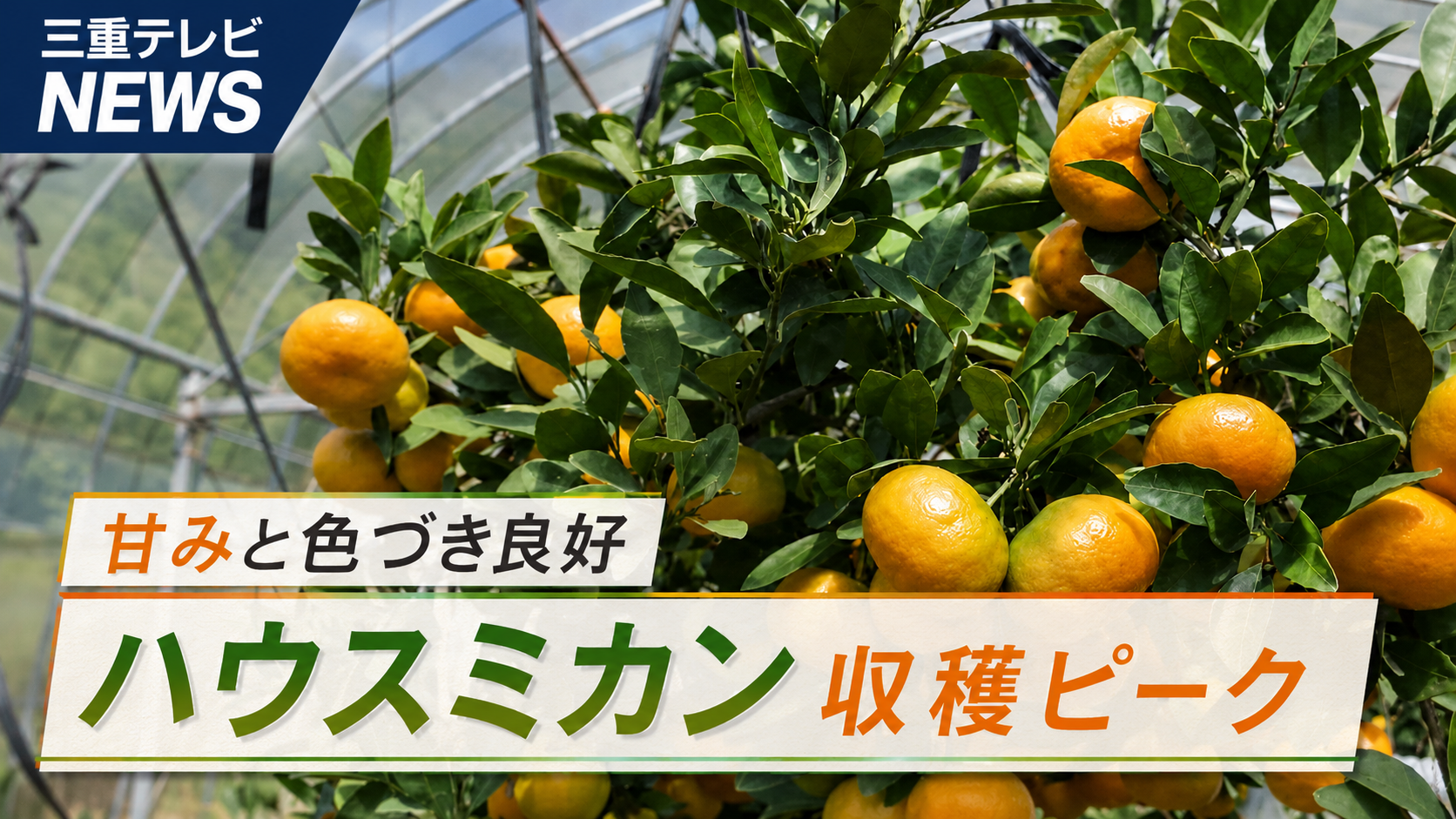 甘みと色づき良好　ハウスミカン収穫ピーク　
