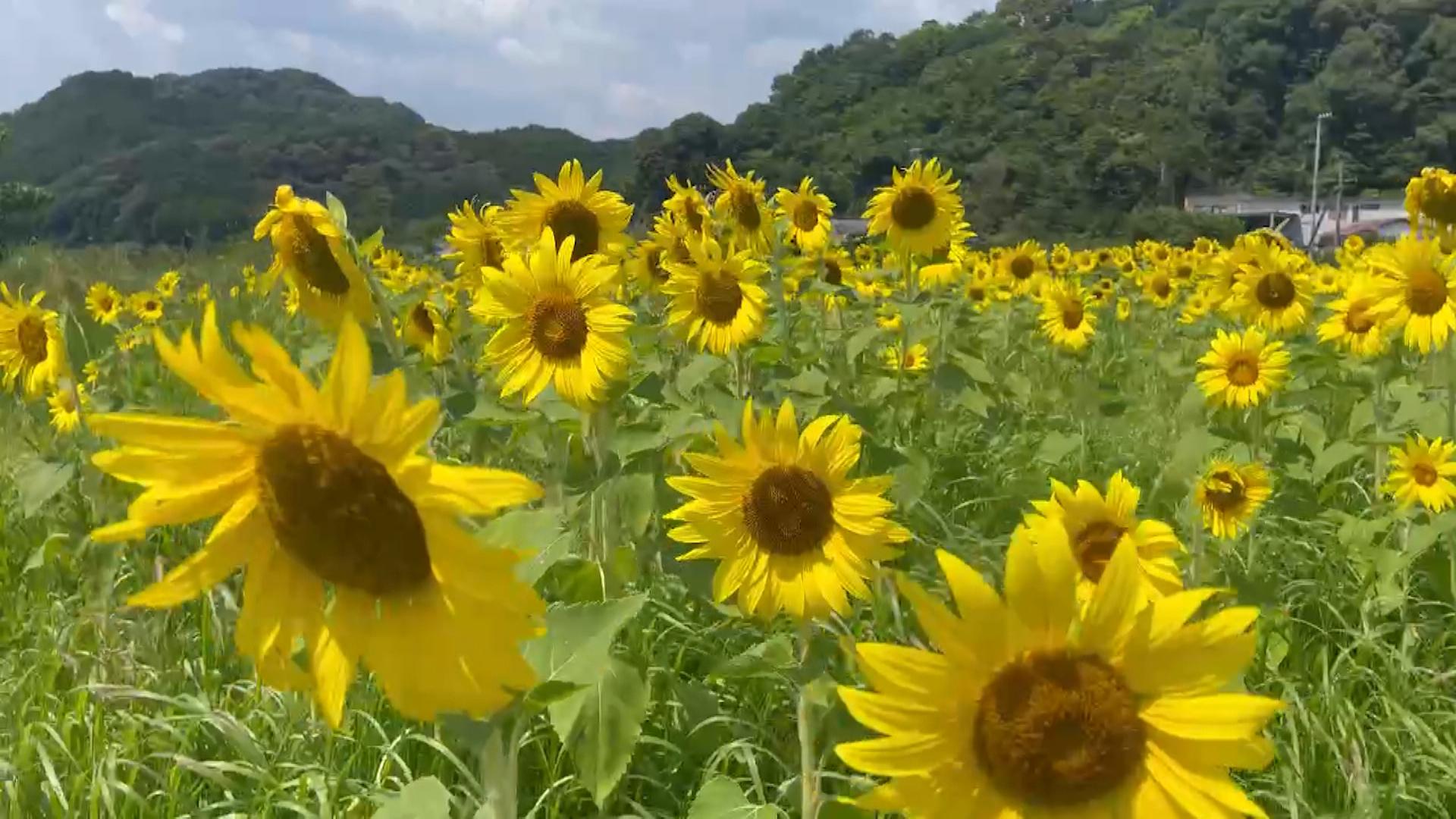 ヒマワリ見頃　一面に夏の彩り　三重・御浜町