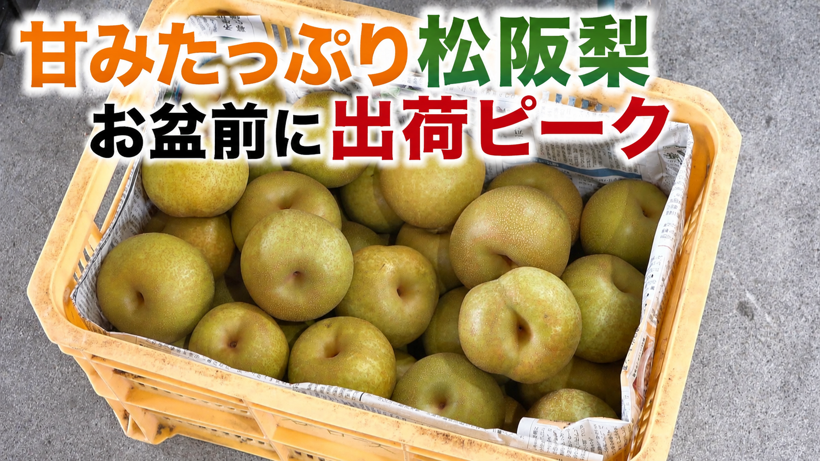 甘みたっぷり松阪梨　お盆前に出荷ピーク　三重・松阪市