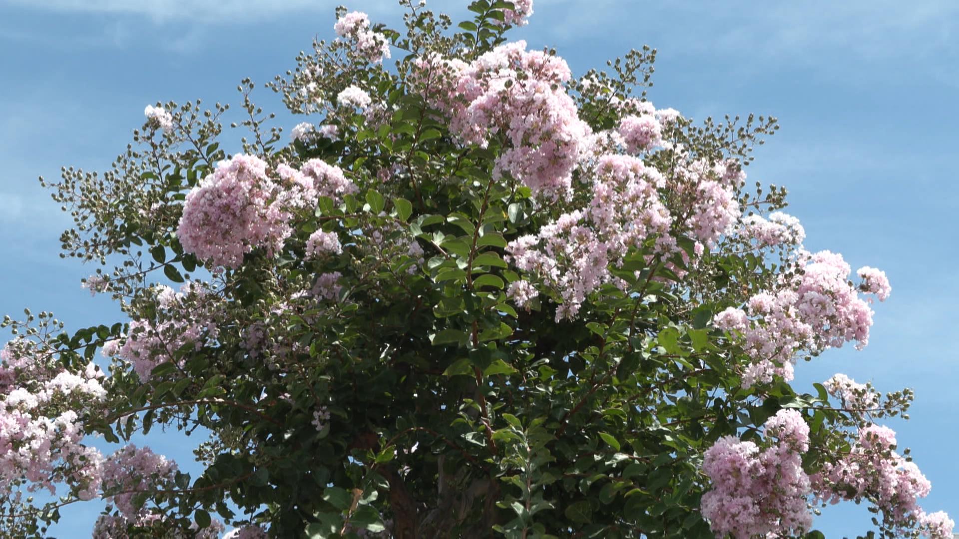 伊勢市の道路沿いでサルスベリ見頃　ピンクや白の花が華やかに咲く