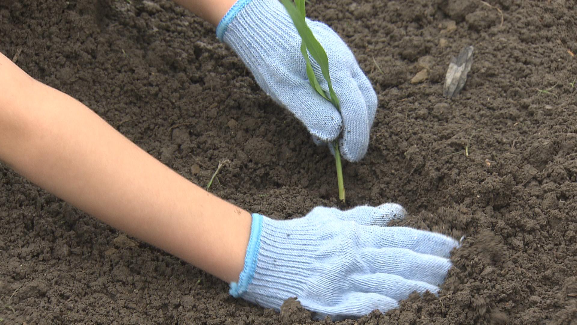 大きく育ってね　園児がトウモロコシの苗植え