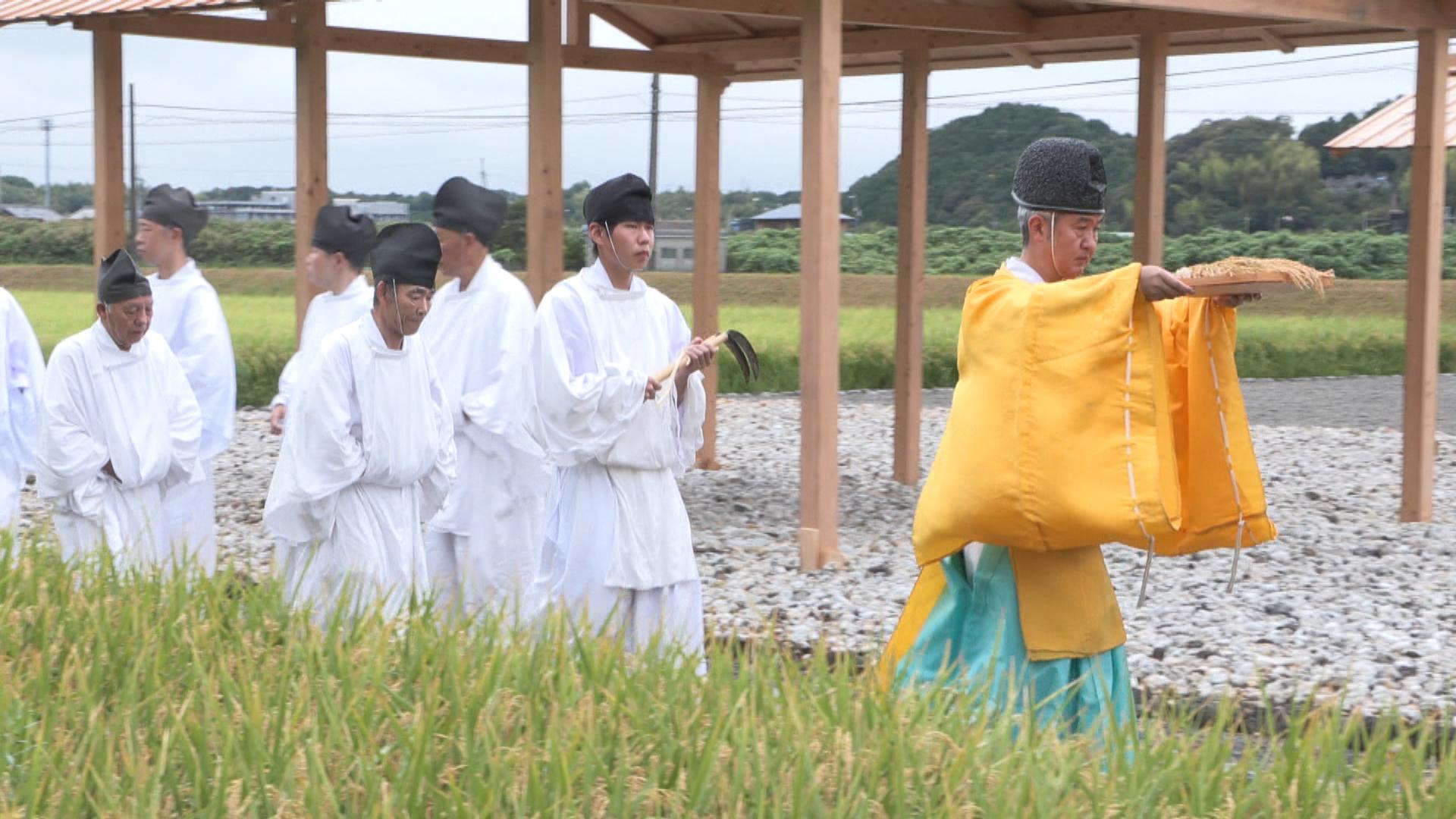 伊勢神宮に供える米の初穂刈り取る　伊勢市で伝統神事「抜穂祭」