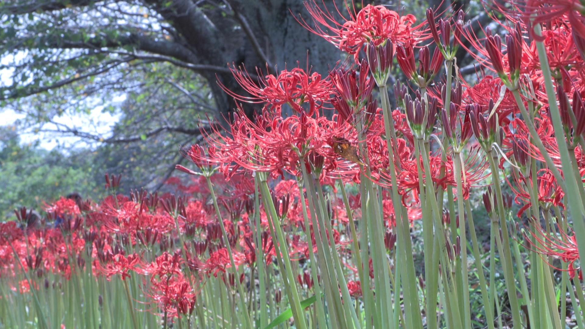約900メートルの桜並木沿いにヒガンバナ　津市の北神山花街道で見頃へ