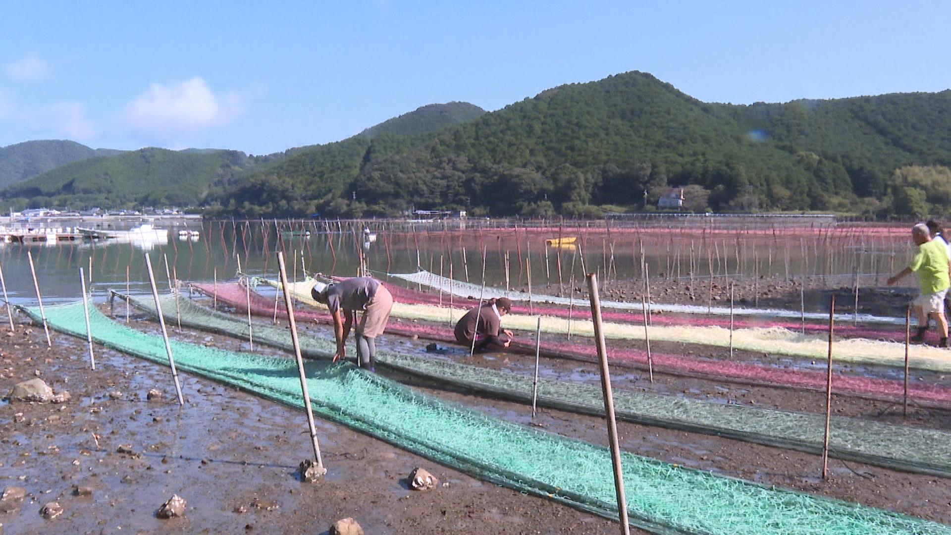 秋の風物詩　アオサ海苔の種付け作業が最盛期