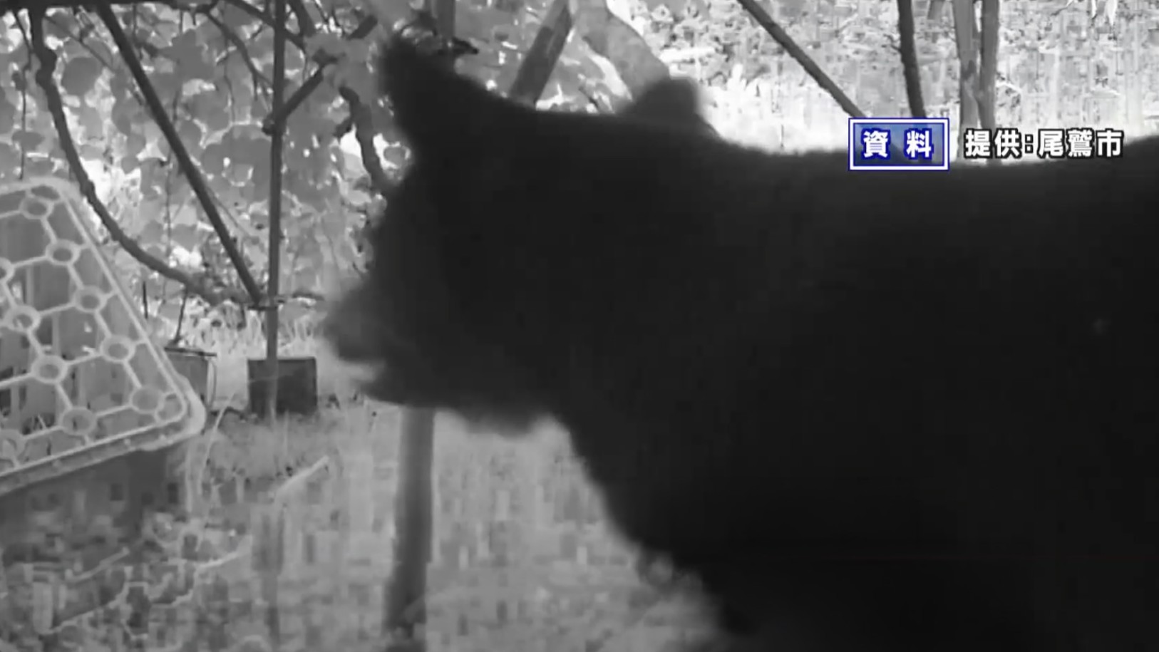 クマの緊急銃猟に対応するハンターチーム編成へ　東海3県で初の取り組み