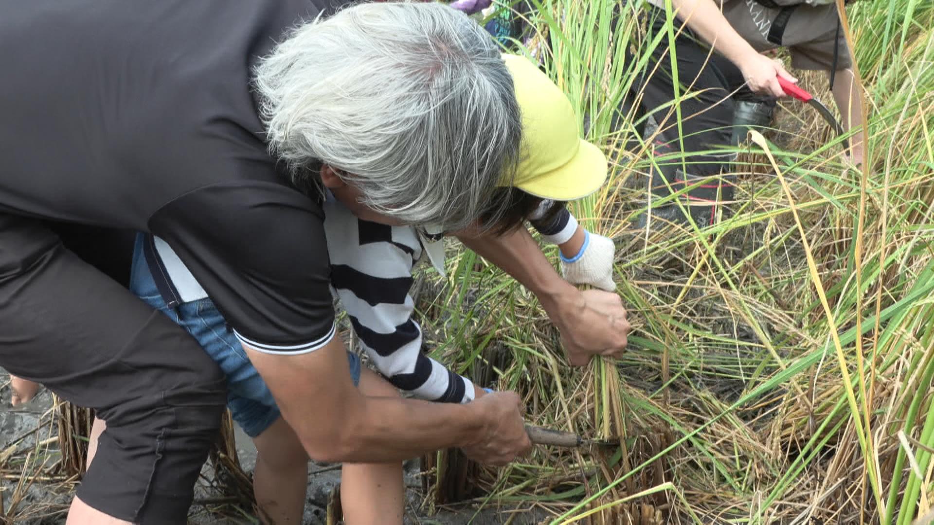 自分たちで植えたもち米を収穫　園児が稲刈り体験