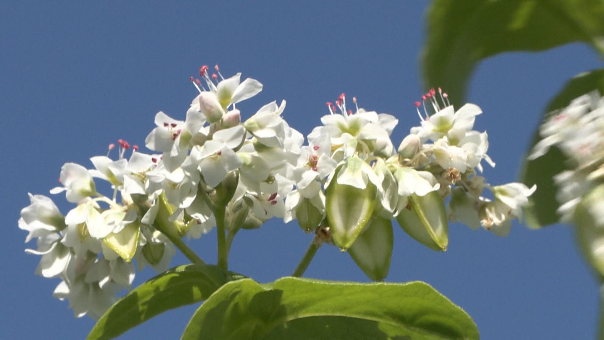いなべ市でそばの花が見ごろ間近　一面に白いじゅうたん