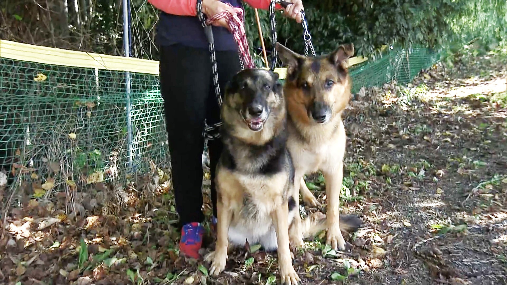 “鼻の捜査官”目指し26頭が審査　民間で飼育される「嘱託警察犬」