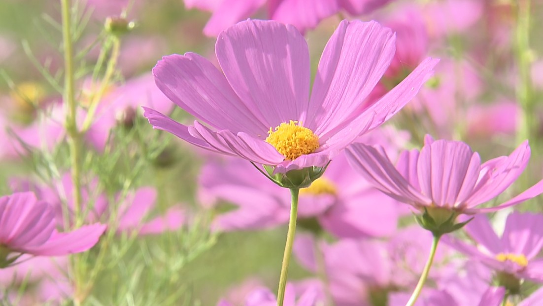 津市のかざはやの里でコスモス見頃　秋桜まつりは11月15日まで