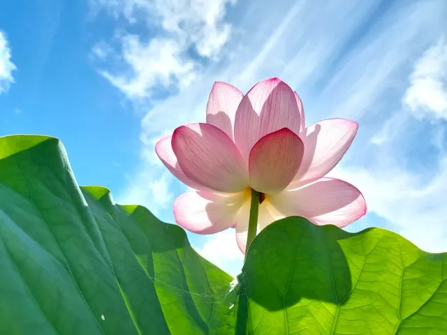 占いサロン Heartful♡Doorの詳細