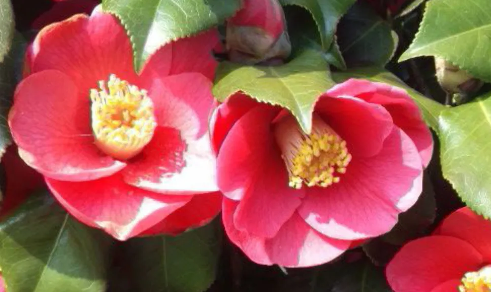 函館のカミサマ 浄心庵(妙幸稲荷講社)の店舗情報