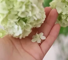 占いいやしモアライト 開運手相の店舗情報